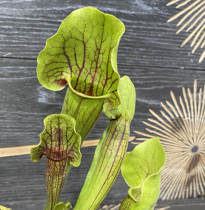 Sarracenia Vogel, planta ulcior, specii deosebite la preturi atractive!