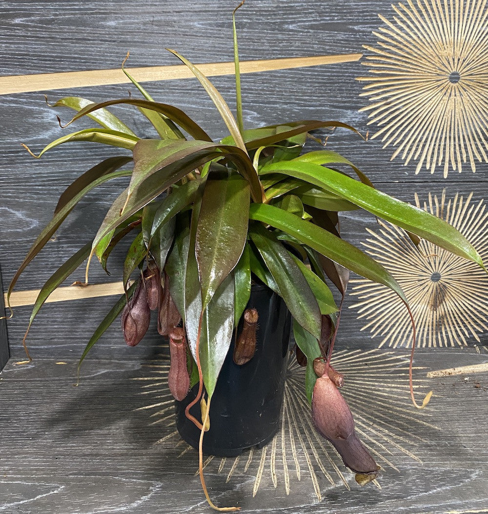 Nepenthes Linda - O planta carnivora spectaculoasa!