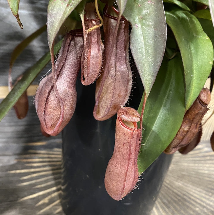 Nepenthes Linda - O planta carnivora spectaculoasa!