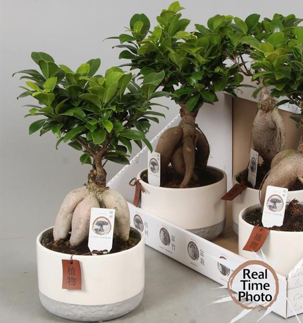 Bonsai Ficus Ginseng de vanzare, pret imbatabil si livrare oriunde in tara!