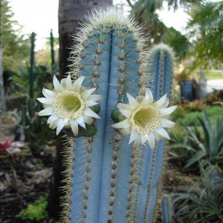 Pilosocereus azureus