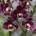 Phalaenopsis multiflora Black Pearl