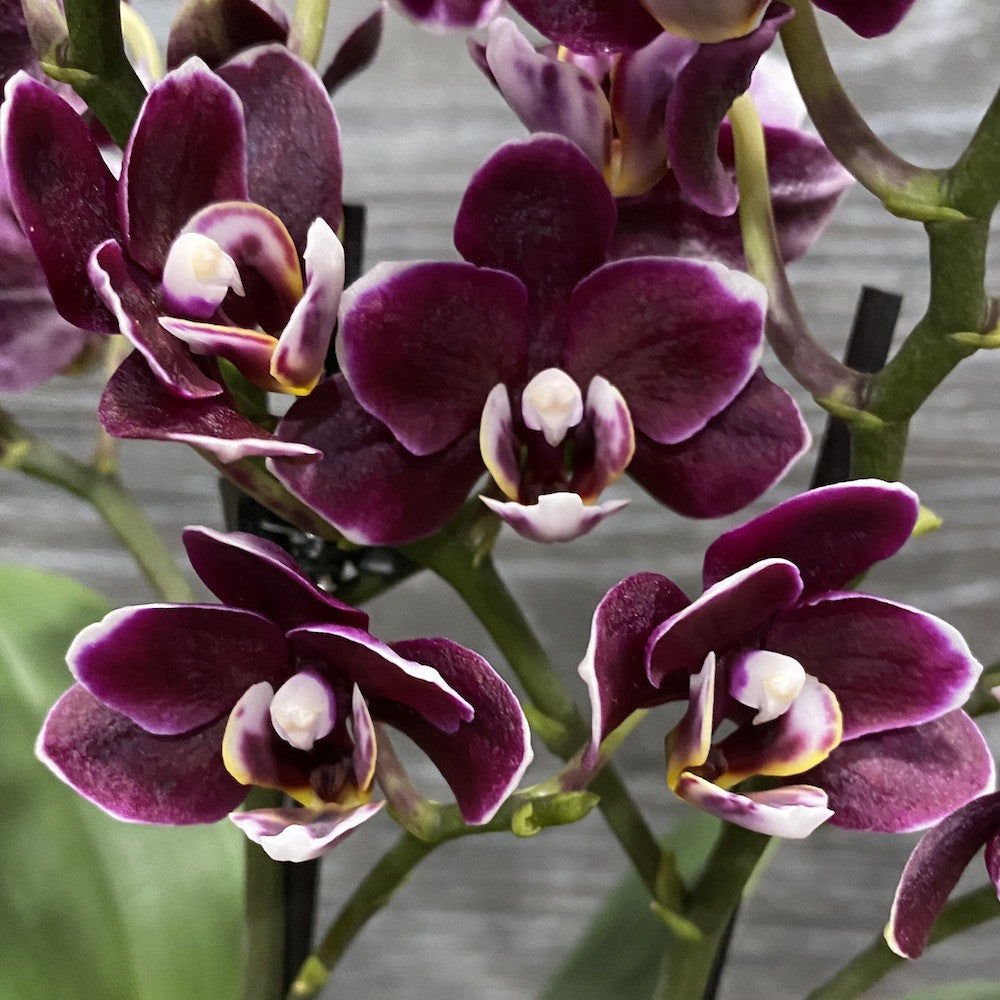 Phalaenopsis multiflora Black Pearl