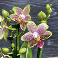 Phalaenopsis multiflora Lucky Smell