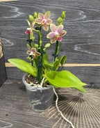 Phalaenopsis multiflora Lucky Smell