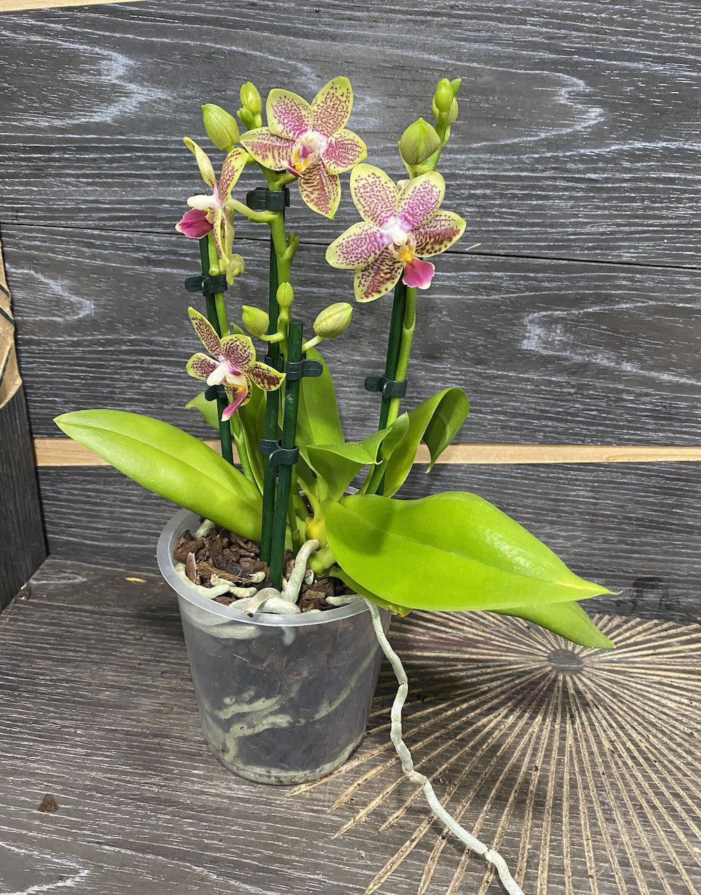 Phalaenopsis multiflora Lucky Smell