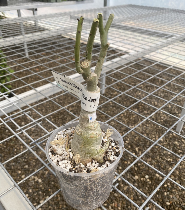 Adenium Obesum 'Black Jack'