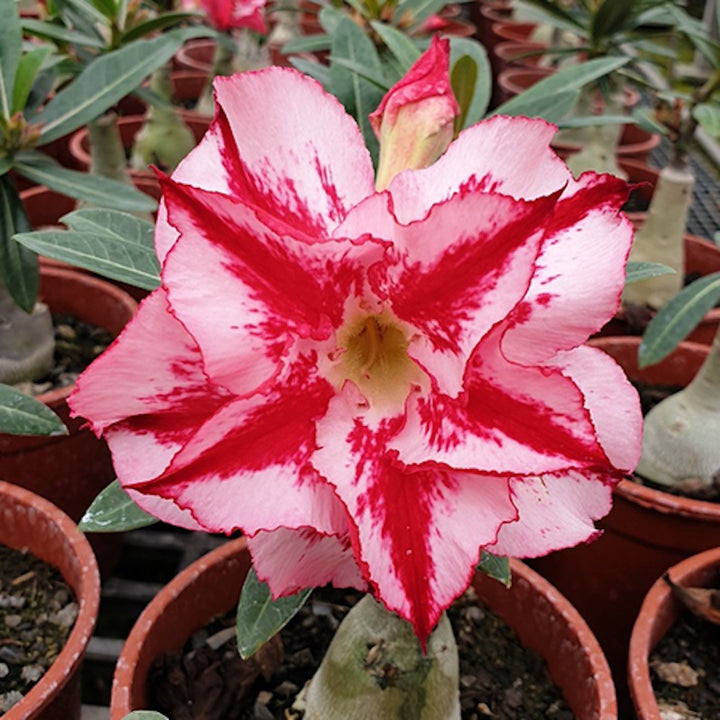 Adenium Obesum 'Hercules'