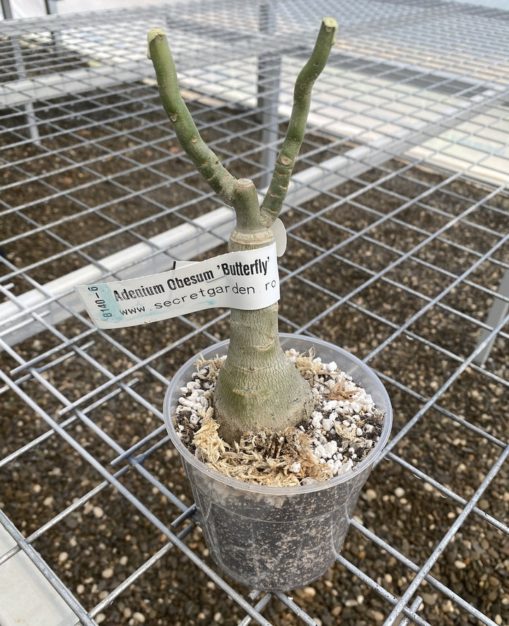 Adenium Obesum 'Butterfly'