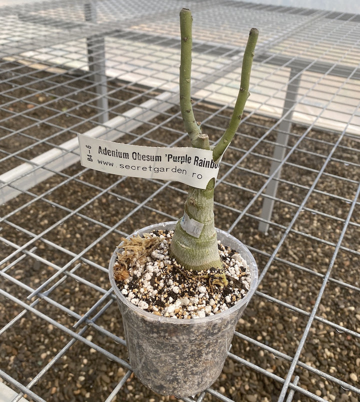 Adenium Obesum 'Purple Rainbow'