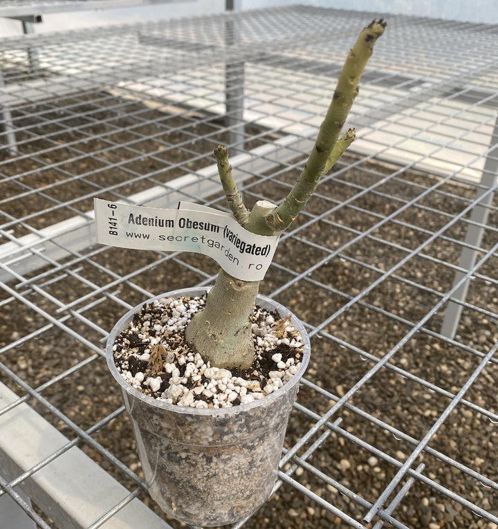 Adenium Obesum cu frunze variegate