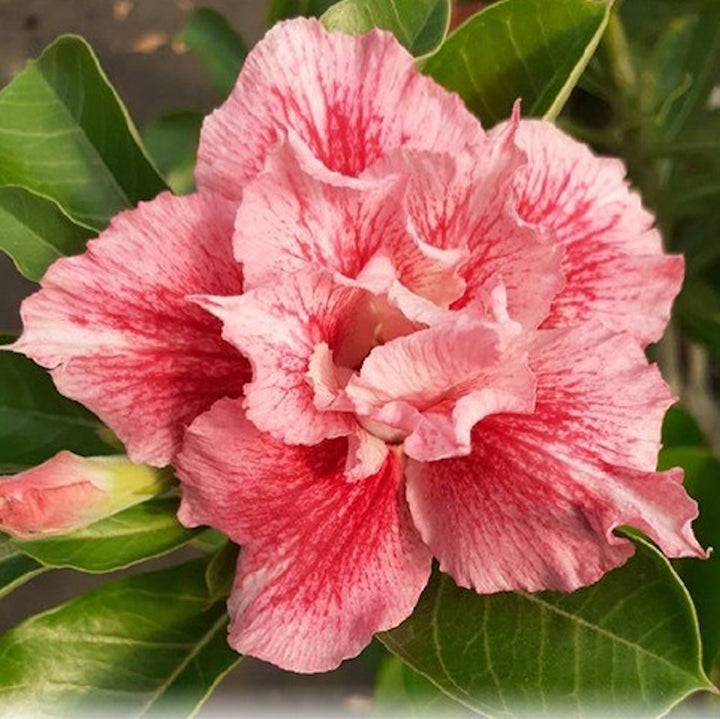 Adenium Obesum 'Maple'