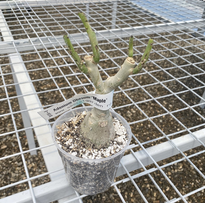 Adenium Obesum 'Maple'