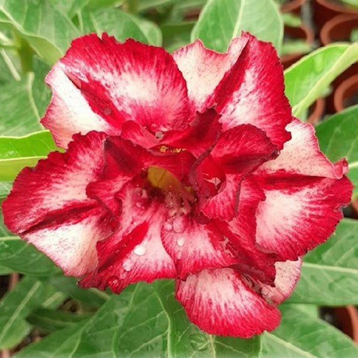 Adenium Obesum 'Ray'