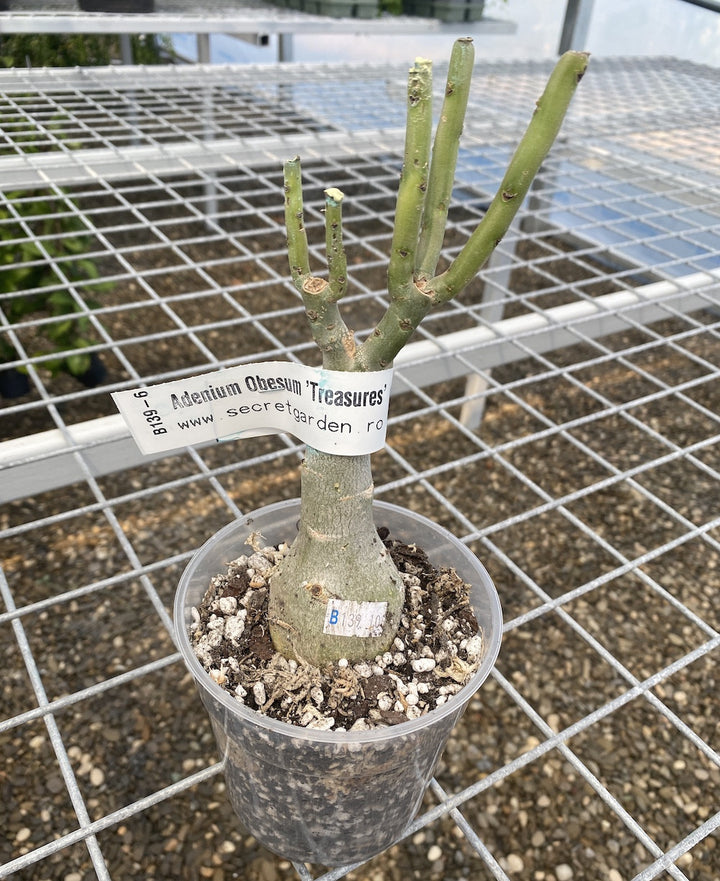 Adenium Obesum 'Treasures'