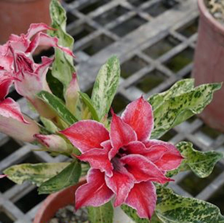 Adenium Obesum 'Butterfly'