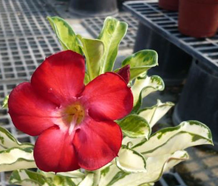 Adenium Obesum cu frunze variegate