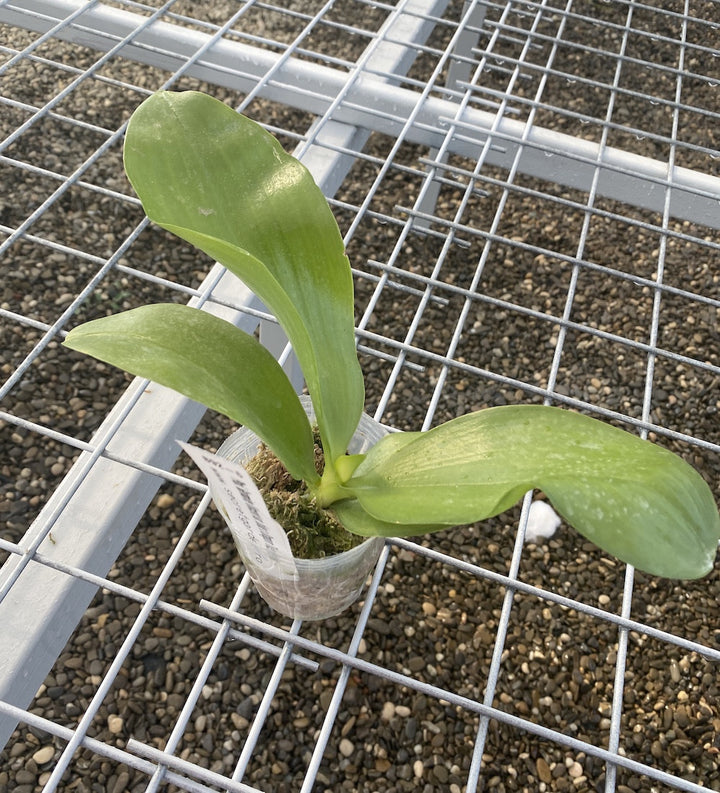 Phalaenopsis Germaine Vincent var. blue × Dragon Tree Eagle