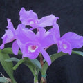 Cattleya skinneri var. coerulea parfumata