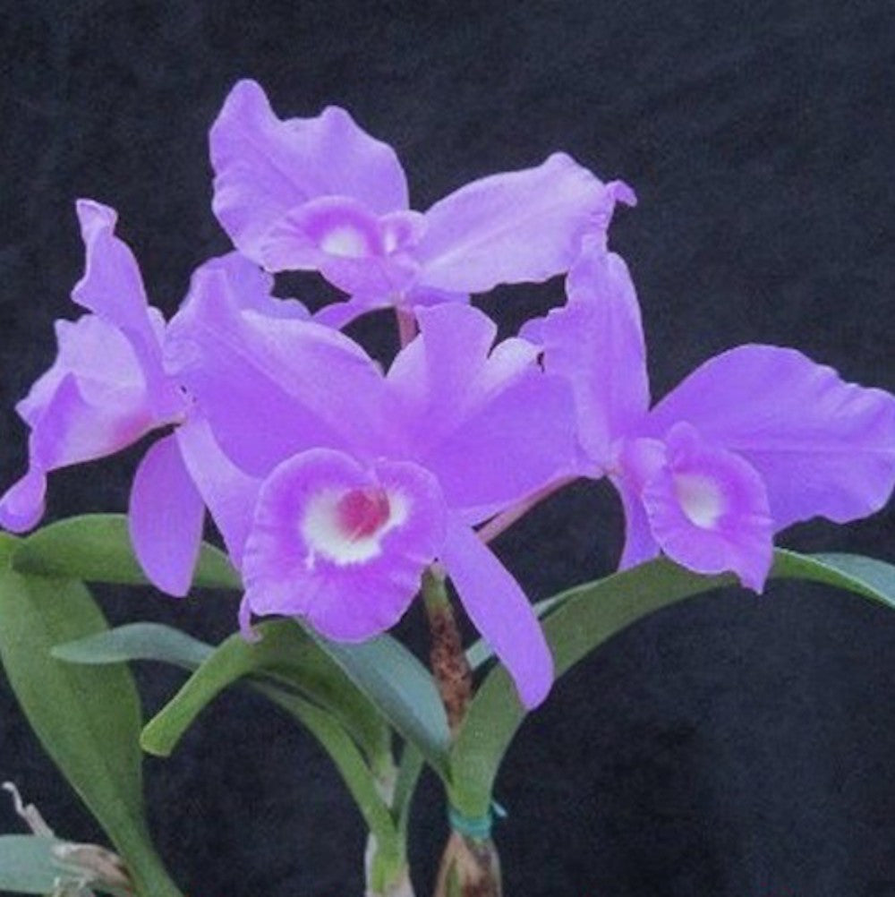 Cattleya skinneri var. coerulea parfumata