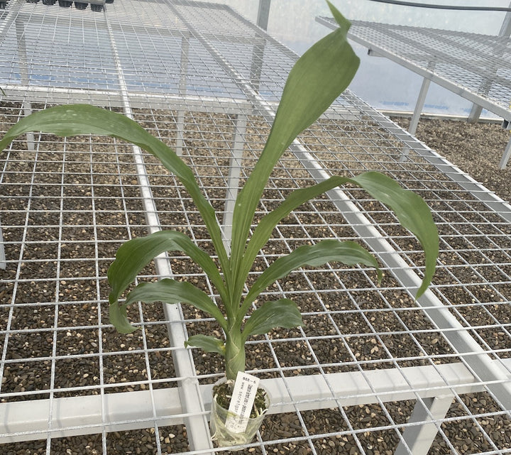 Orhidee Catasetum Gerhard Leiste (pileatum × Jumbo Pearl)