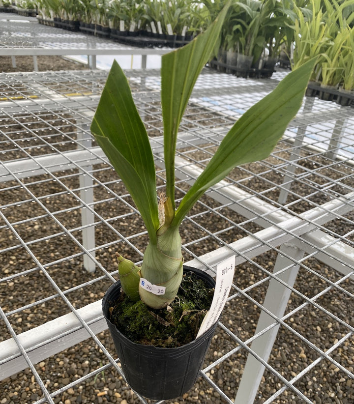 Catasetum pileatum × tenebrosum