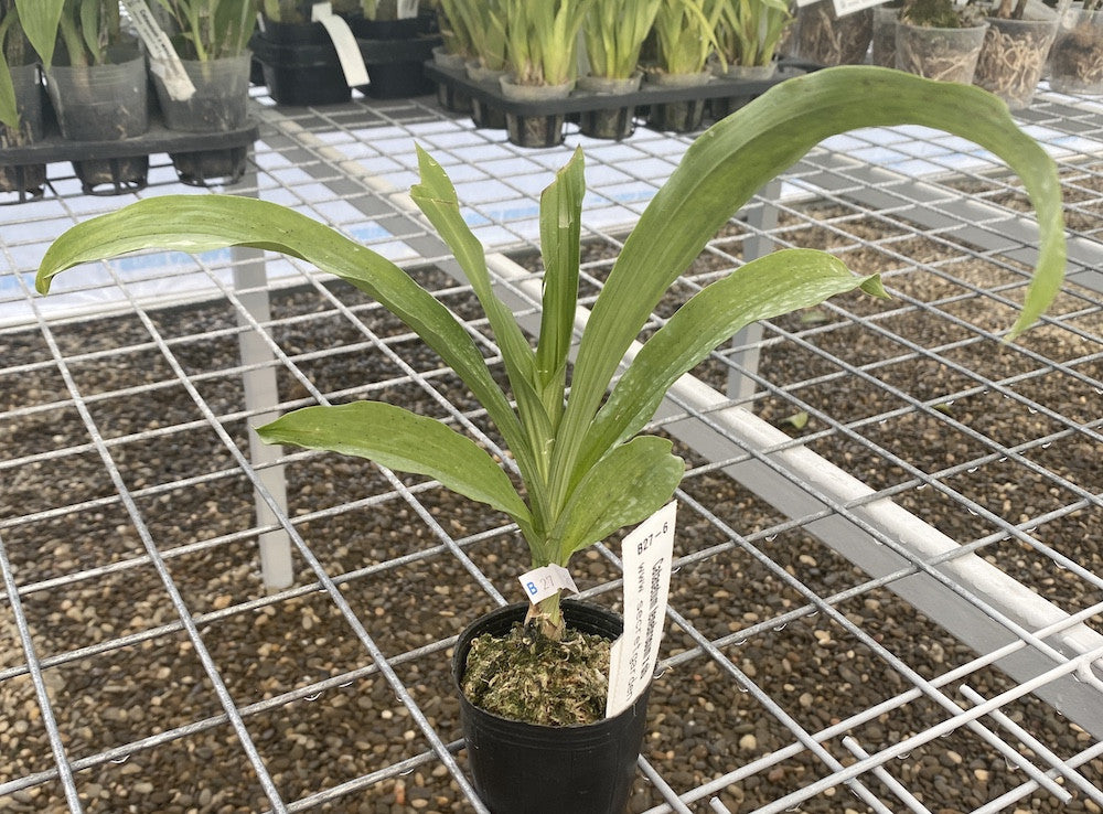 Orhidee Catasetum tenebrosum