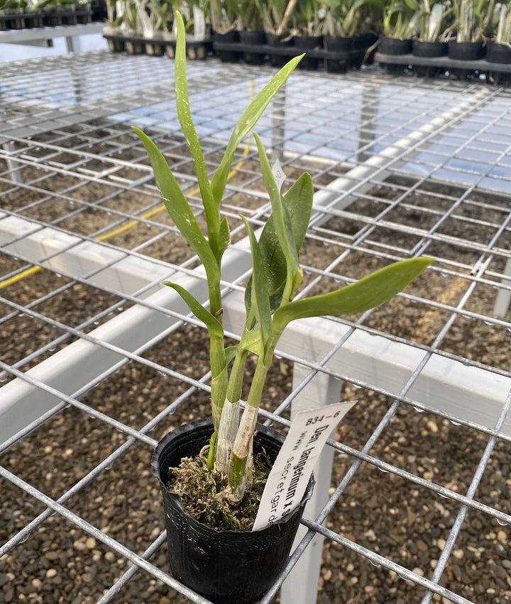 Dendrobium tangerinum