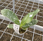 Phalaenopsis amboinensis 'I-Lan' parfumata