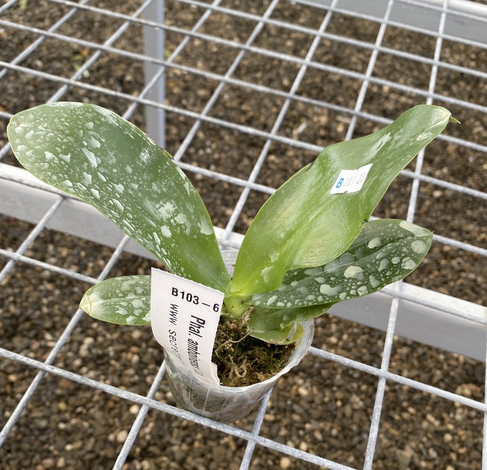 Phalaenopsis amboinensis 'I-Lan' parfumata