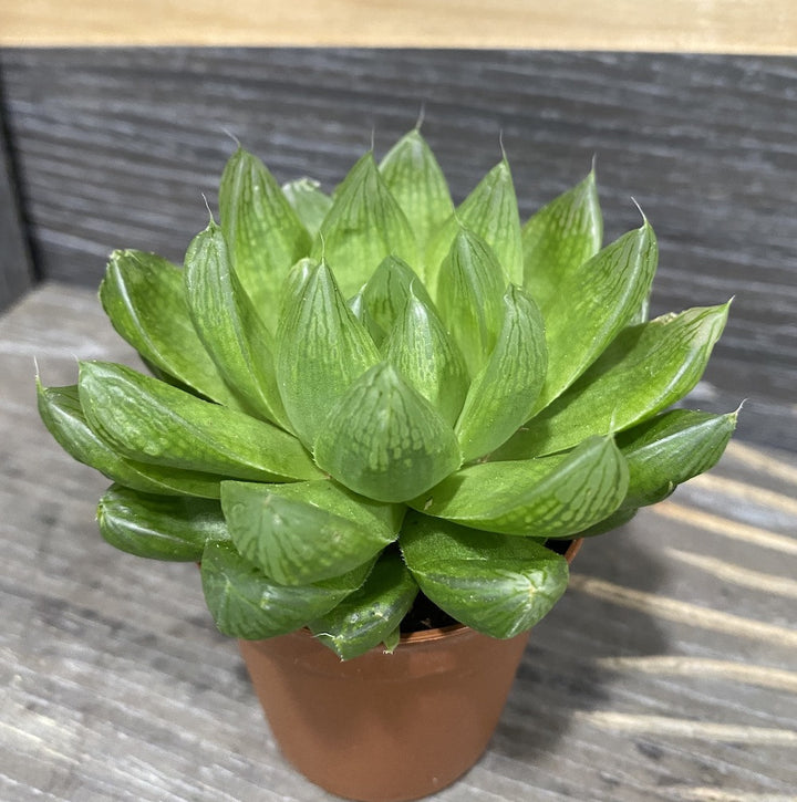 Haworthia cooperii