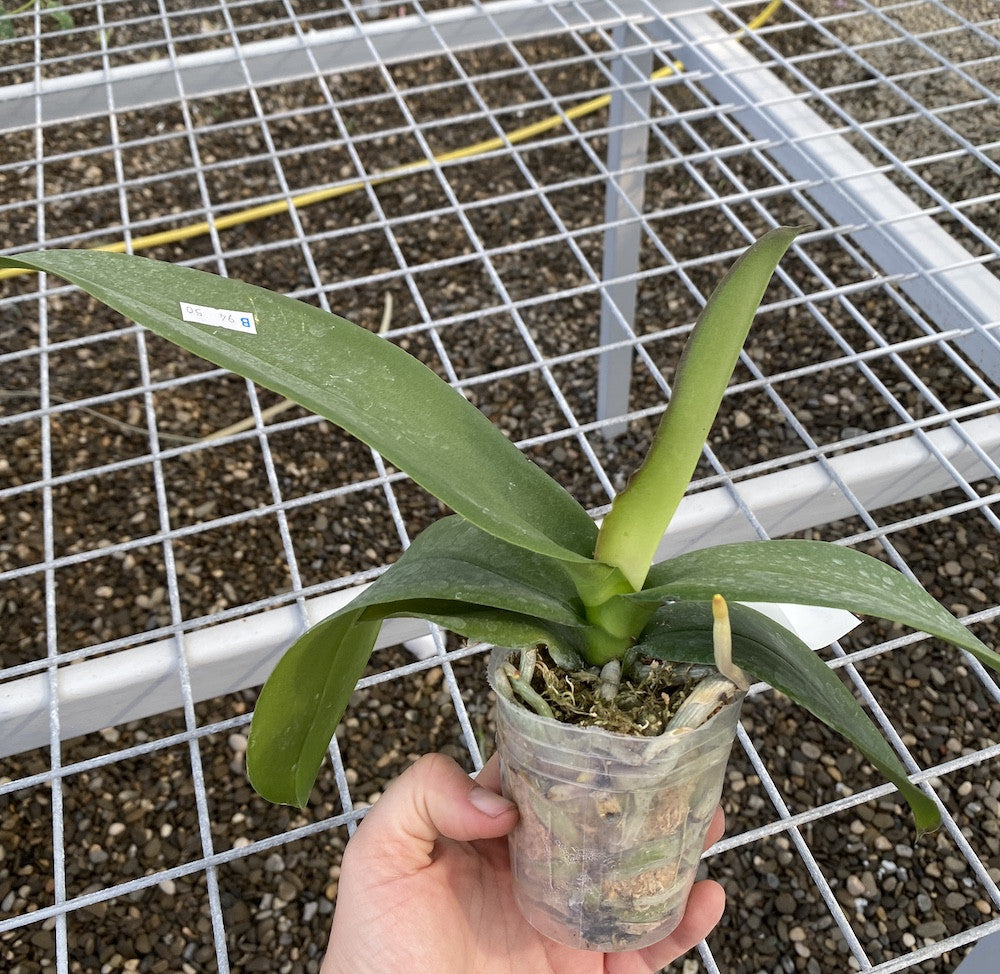 Orhidee Phalaenopsis OX Red Lion '1668'