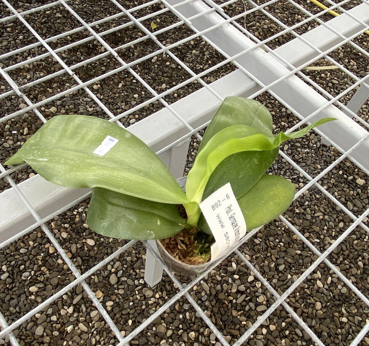 Phalaenopsis Germaine Vincent var. blue × Dragon Tree Eagle