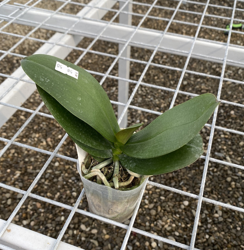 Orhidee Phalaenopsis Tying Shin Smart