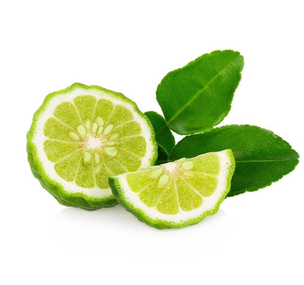 Citrus hystrix, Kaffir Lime