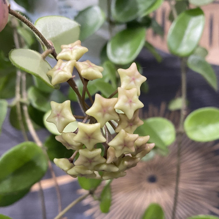 Hoya 'Chouke' (carnosa x serpens)