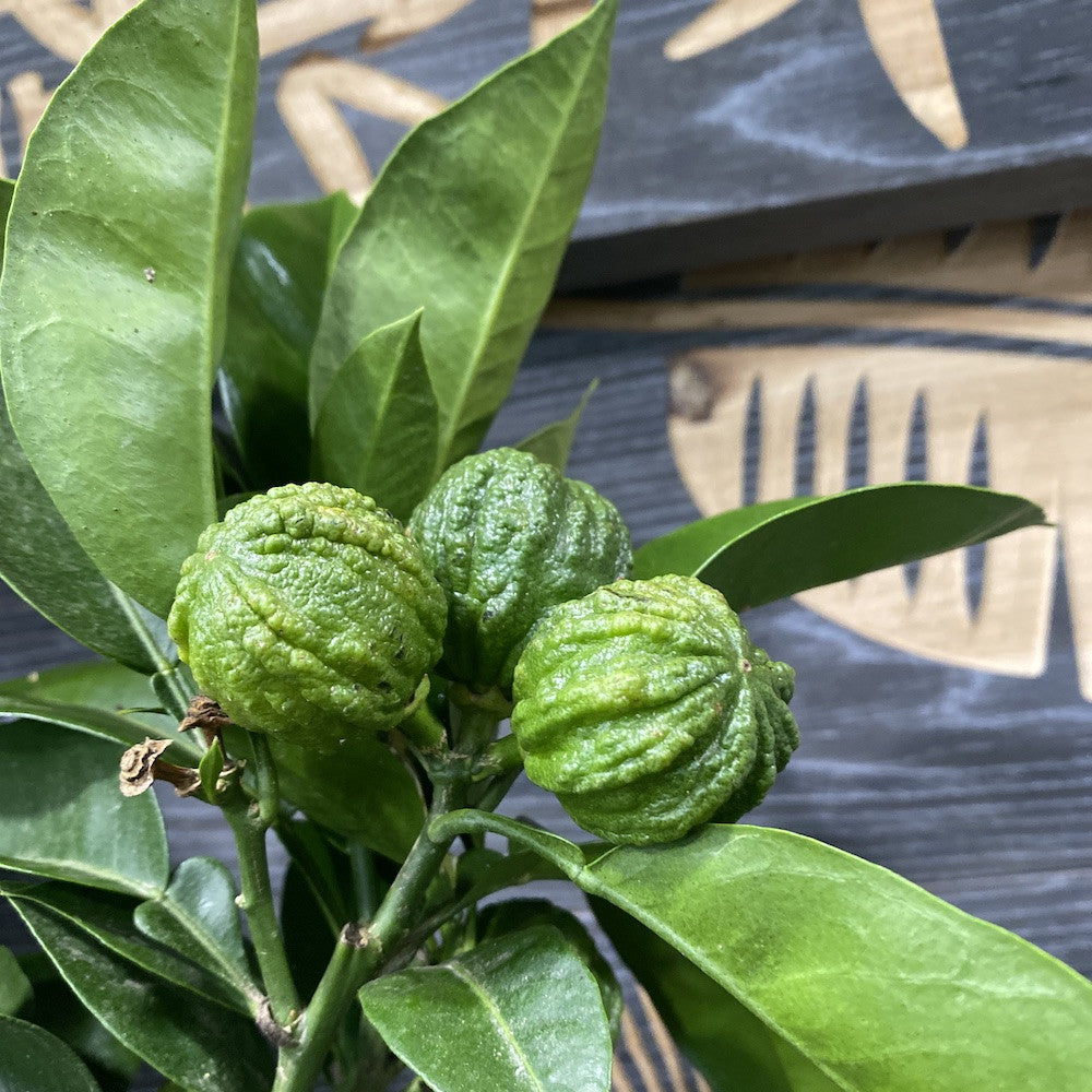 Citrus aurantium canaliculata (bitter orange, Citrus striata)