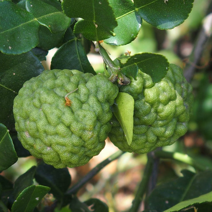 Citrus hystrix, Kaffir Lime