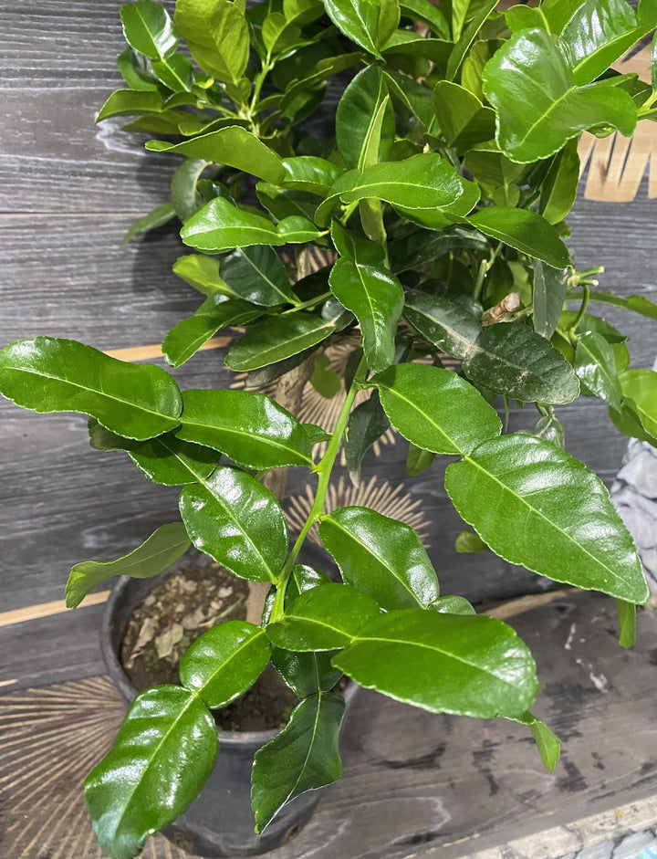 Citrus hystrix, Kaffir Lime