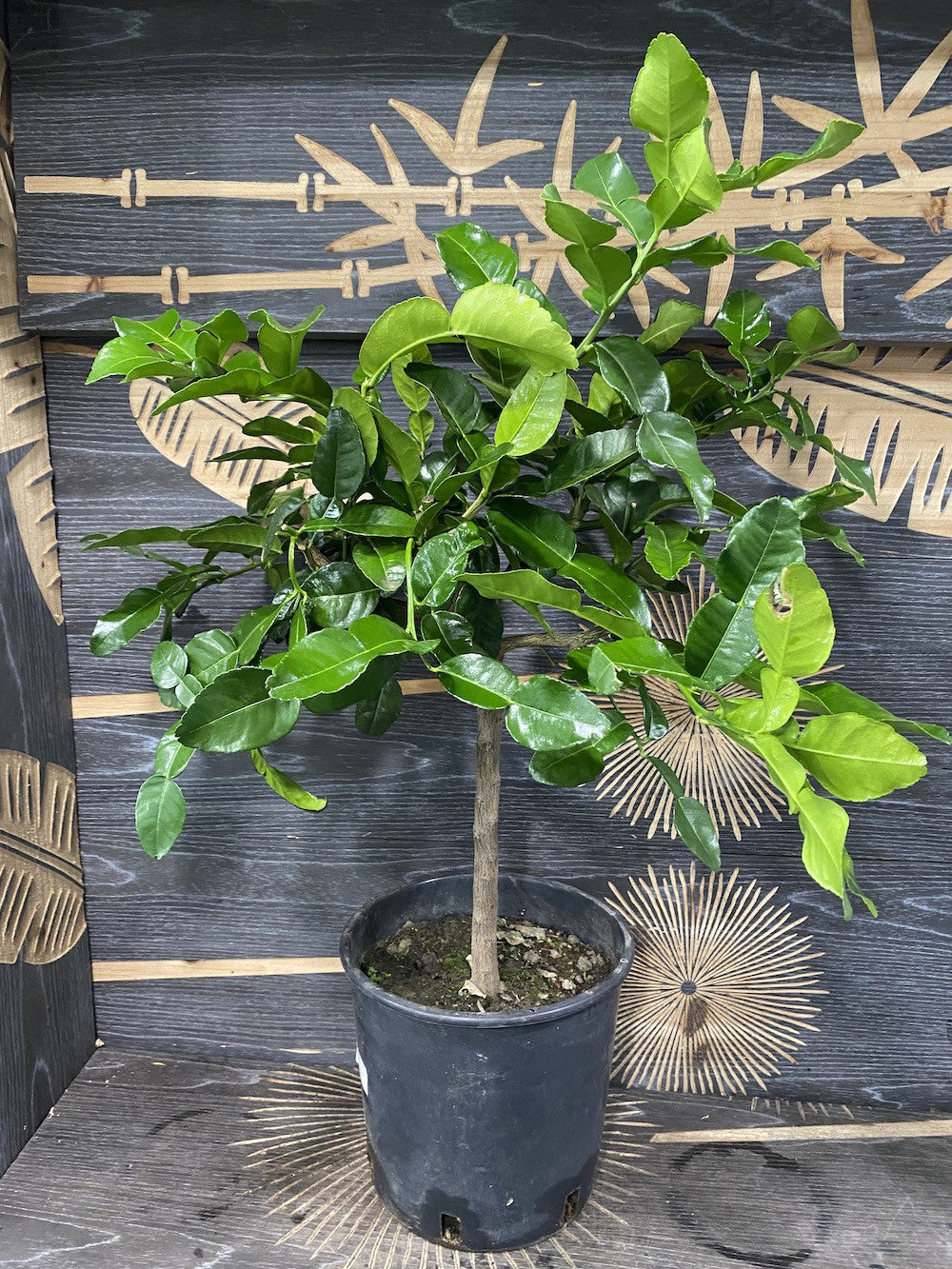 Citrus hystrix, Kaffir Lime