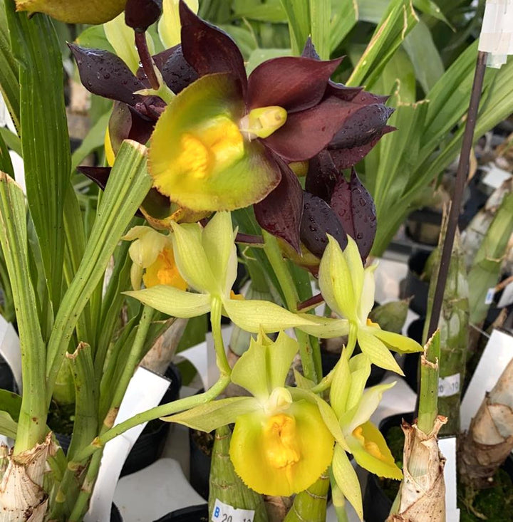 Catasetum pileatum × tenebrosum