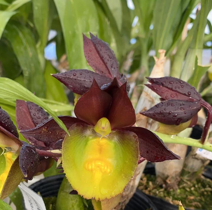 Catasetum pileatum × tenebrosum