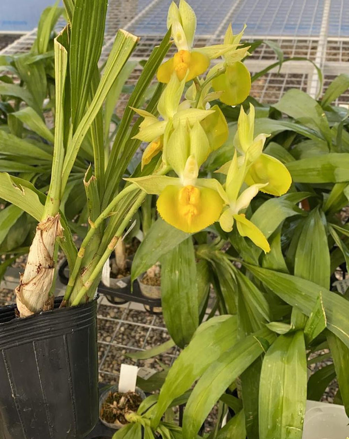 Catasetum pileatum × tenebrosum