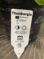 Thunbergia alata (Suzana cu ochi negri)