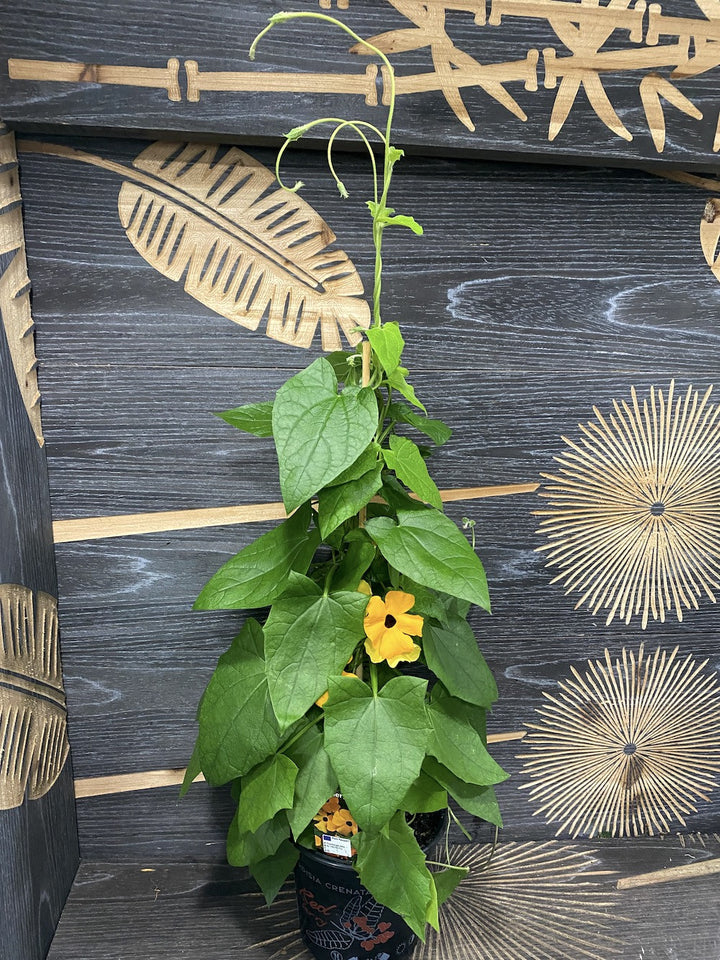 Thunbergia alata (Suzana cu ochi negri)