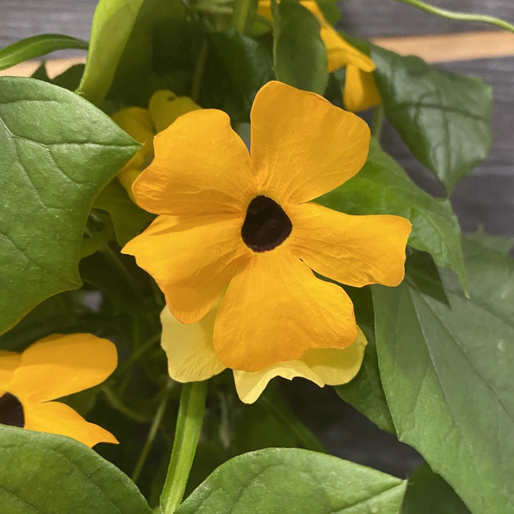 Thunbergia alata (Suzana cu ochi negri)