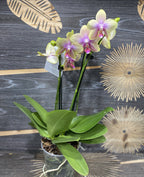 Phalaenopsis Sandra Jade - usor parfumata