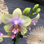 Phalaenopsis Sandra Jade - usor parfumata