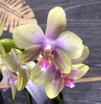 Phalaenopsis Sandra Jade - usor parfumata