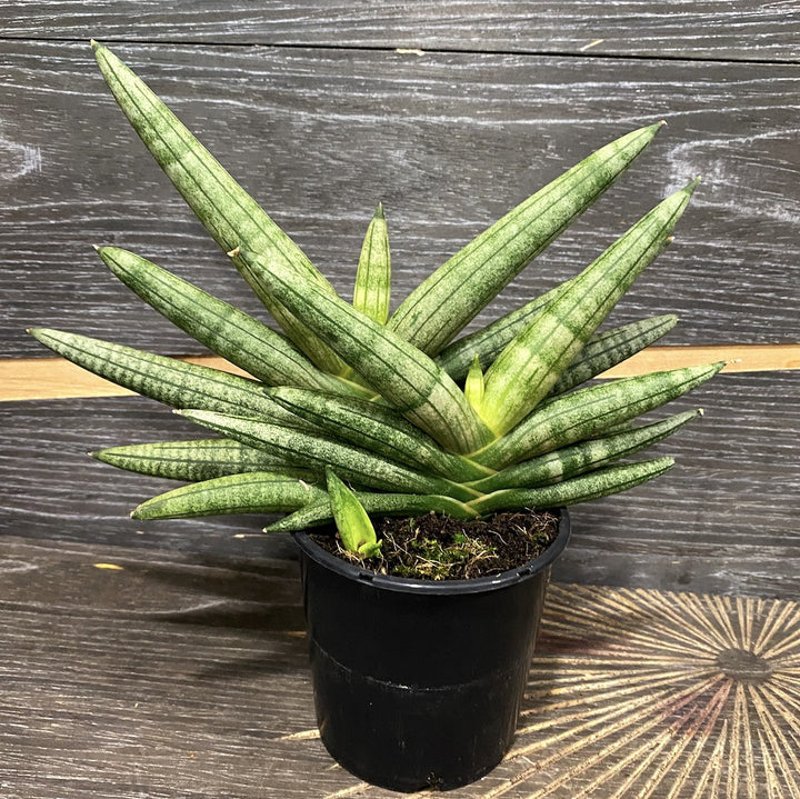 Sansevieria dino green